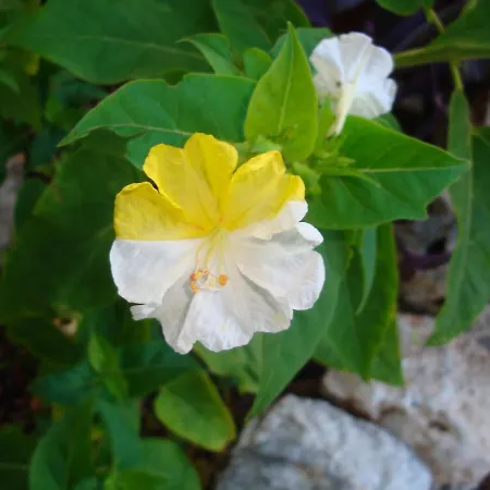 Peter's Cottage, Near Fiscardo, Kefalonia Holiday home Fiskardo
